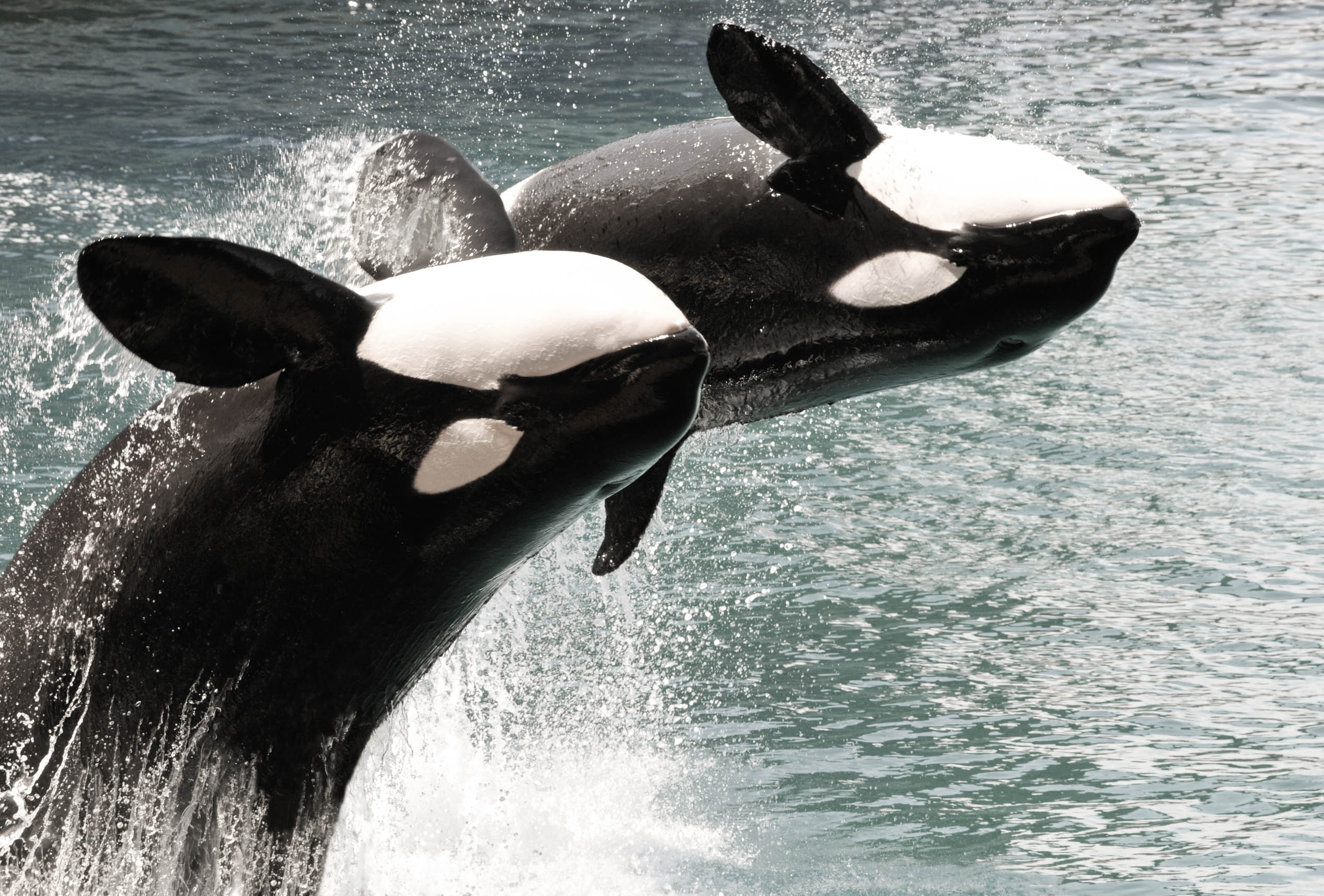 Software-Customizing